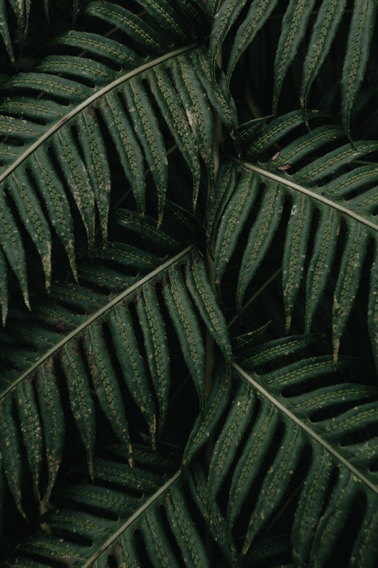 Bring Your Walls to Life with Bold Tropical & Floral Wallpaper