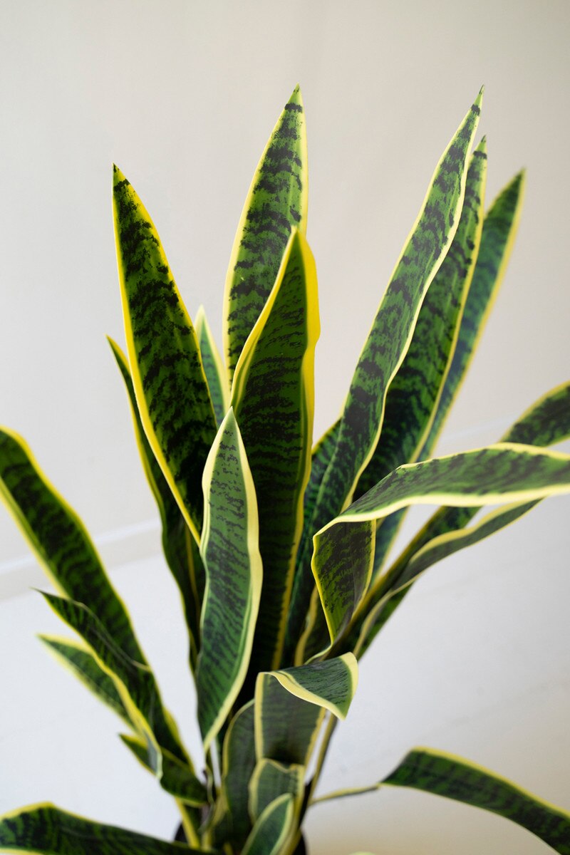 Artificial Snake Plant | 54" Mother-In-Law Tongue in Black Pot