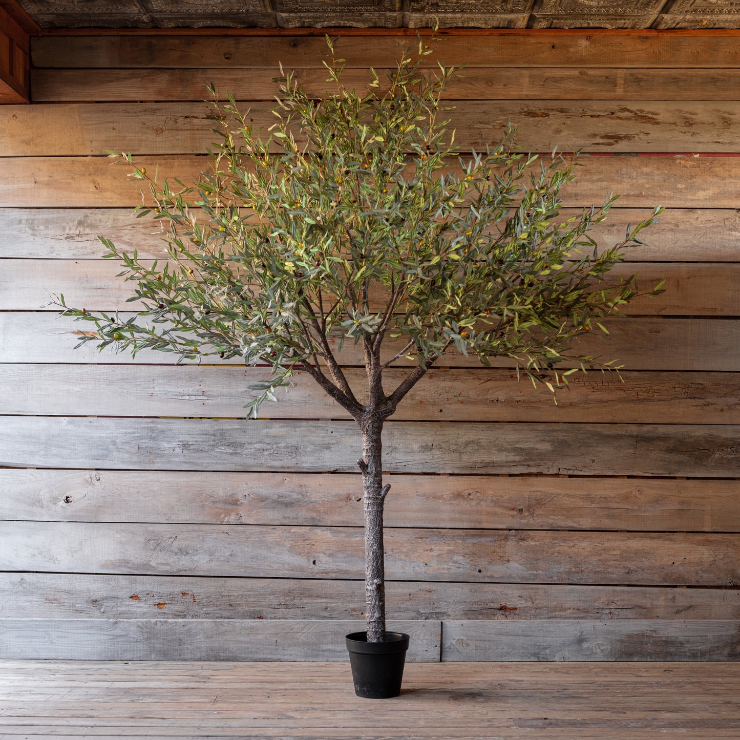 Estate Olive Tree 110"