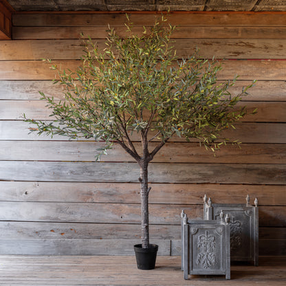 Estate Olive Tree 110"