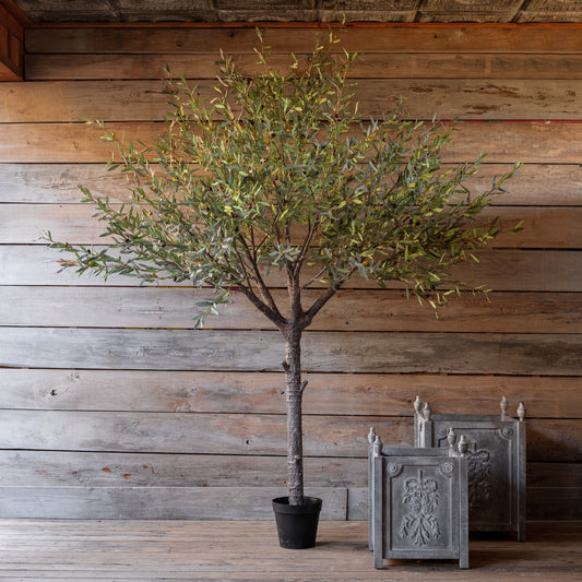 Estate Olive Tree 110"